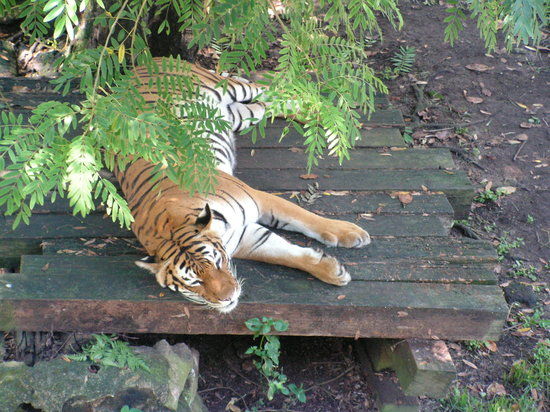 Johor Zoo
