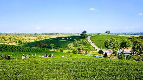 Đồn điền trà Chouifong Tea Plantation