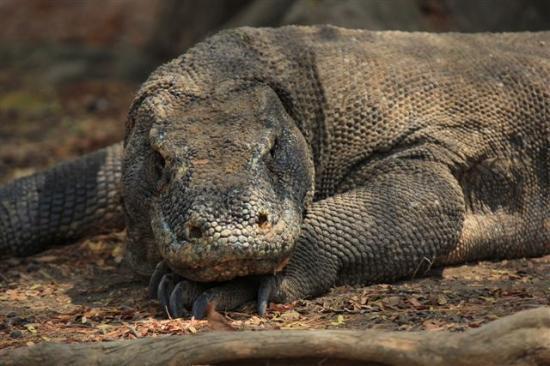 Komodo