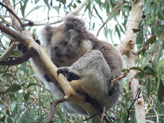 Phillip Island Nature Parks