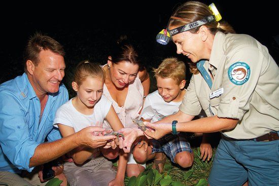 Mon Repos Turtle Encounter
