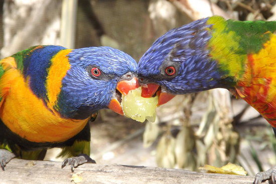 Peel Zoo