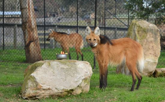 Hunter Valley Zoo