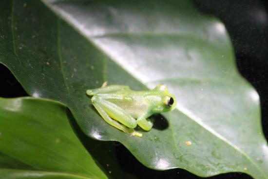 Frog Pond Ranario