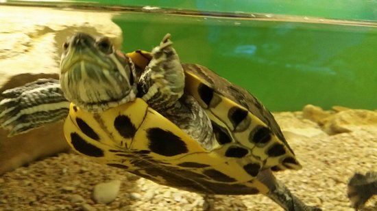 Aquarium Poreč