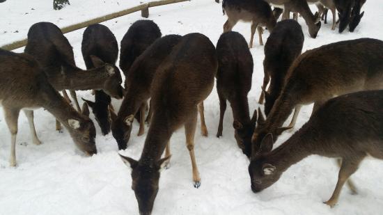 Tierpark