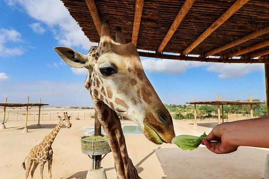 Al Ain Zoo