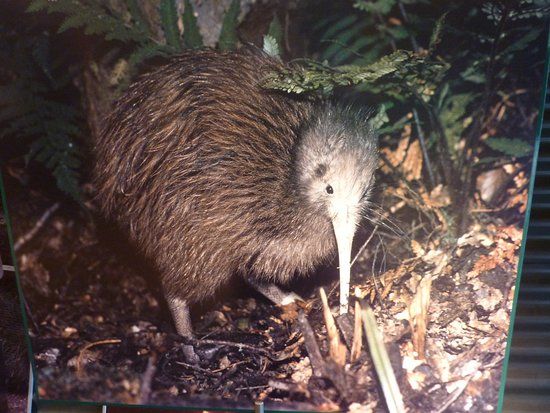 Kiwi and Birdlife Park