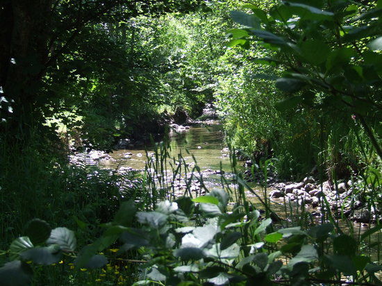 Hanmer Forest