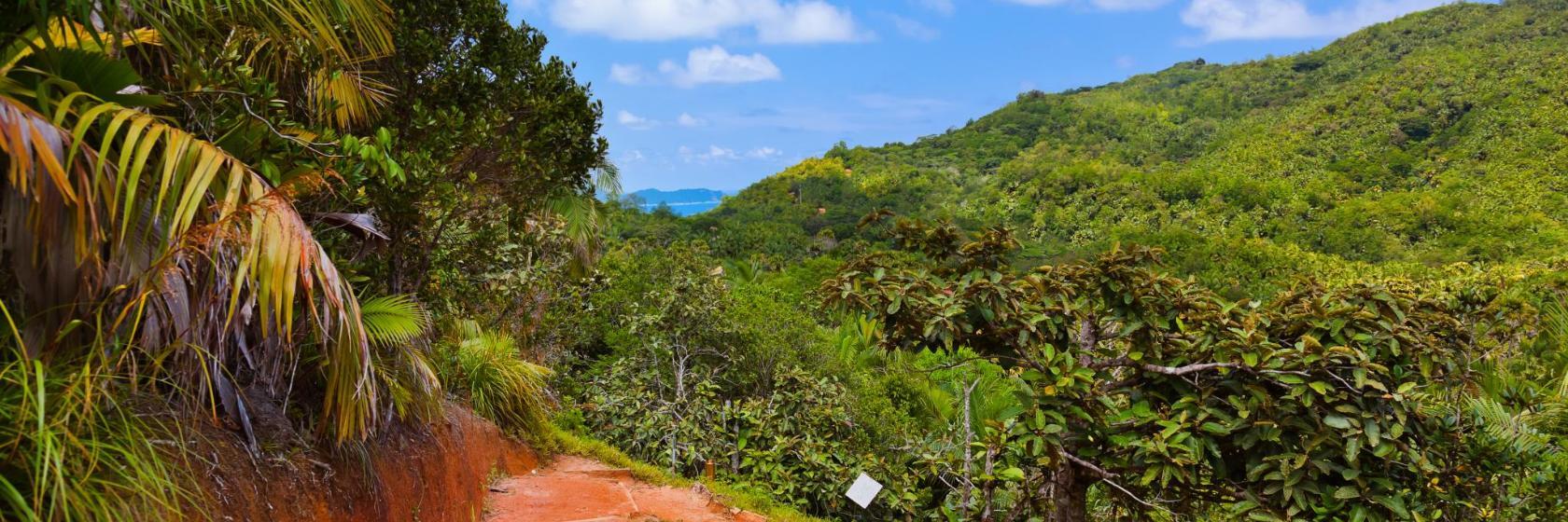 Vallee de Mai Nature Reserve