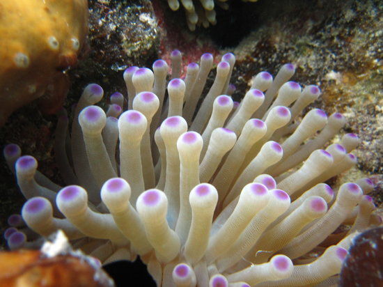 Bight Reef