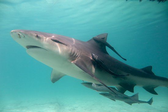 Bimini Bull Run
