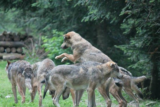 Parc Alpha