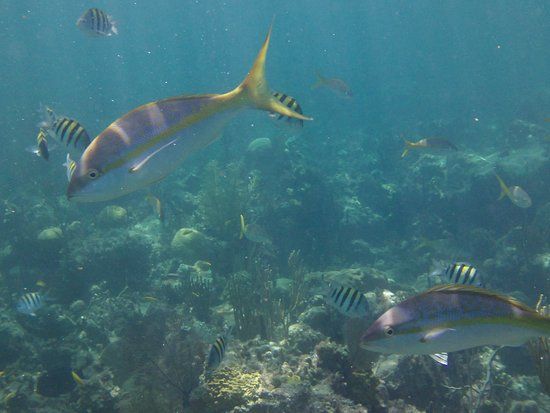 Rainbow Reef