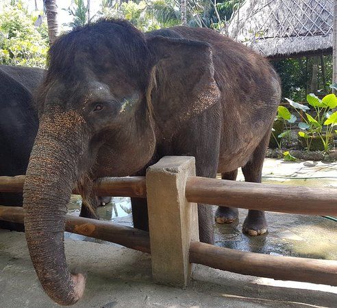 Lombok Elefantpark