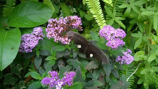 Granja de Mariposas de Straffan