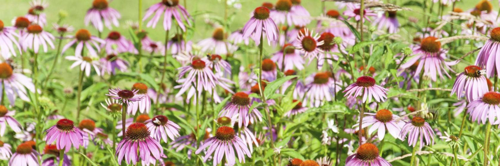 Garden of Tolerance