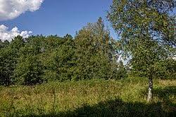 Rašeliniště Borková