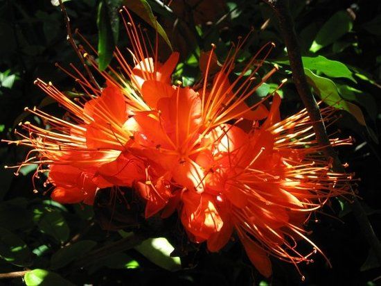 Centenary Lakes Botanic Gardens