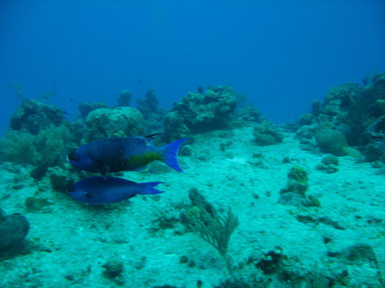 Praia Palancar