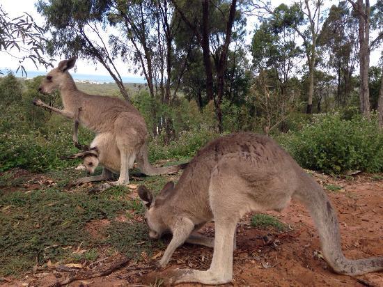 Horizons Kangaroo Sanctuary