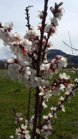 E.P. Orchards