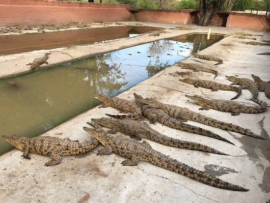Victoria Falls Crocodile Park